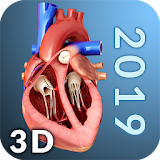 Heart Anatomy Pro. icon