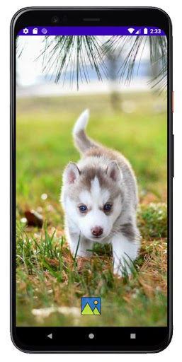 Fondos de Pantalla de Perros H Screen 3