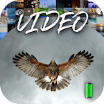 Cover Image of Download Alive Video Wallpapers  APK