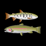 Trout lure fishing icon