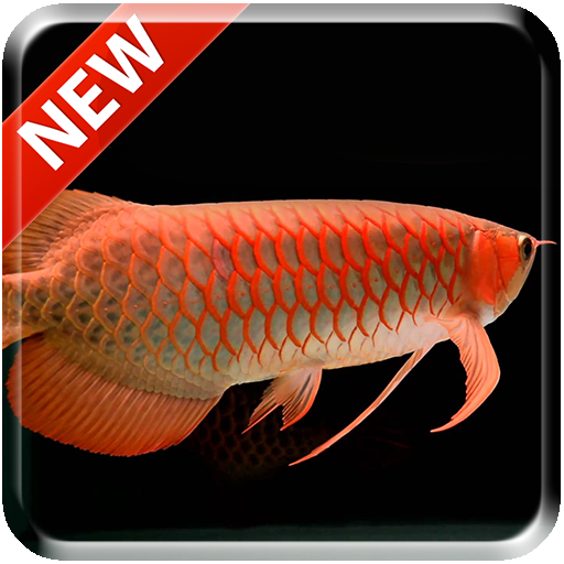 New Arowana 3d Live Wallpaper Google Play のアプリ