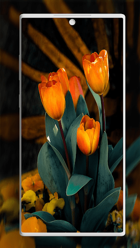 Screenshot of Tulip Wallpaper