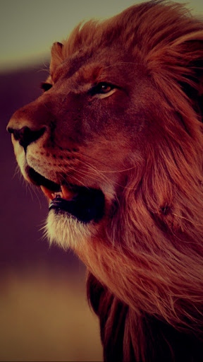 Android application Lion Wallpapers screenshort