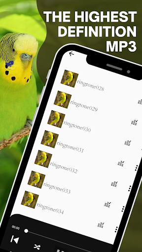 Budgerigar bird sound