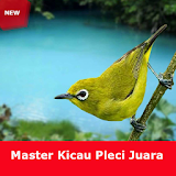 Master Kicau Pleci Juara Full icon
