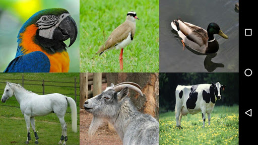 Android application Animals Sounds For Kids screenshort