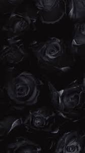 Black Rose Wall