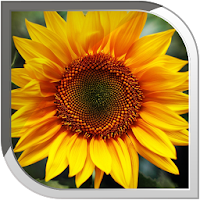 Sunflower Live Wallpaper
