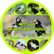 Masteran Jalak Ngalas Ngerol Offline