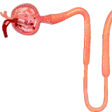 Reabsorption in Nephron icon