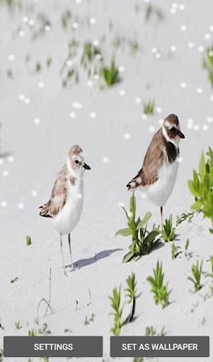 Winter Snow Live Wallpapers