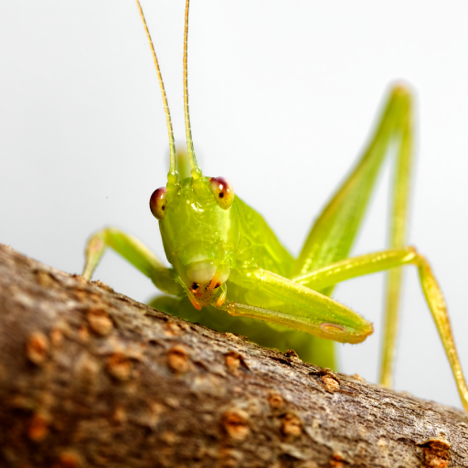 Katydid Sounds logo