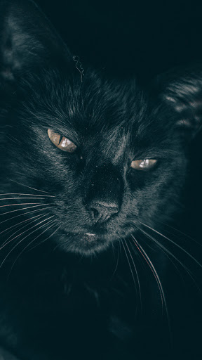 Android application black cat eyes wallpaper screenshort