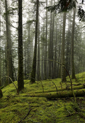 Forest Wallpapers HD