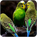 セキセイインコの鳥の壁紙 - Androidアプリ