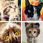 Cover Image of ดาวน์โหลด Cat HD Wallpapers  APK
