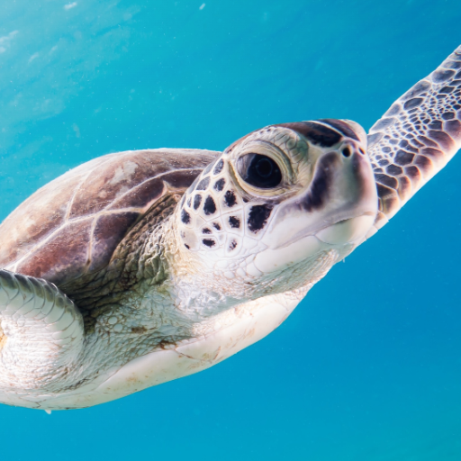 Schildkröten-Hintergründe Auf Windows herunterladen