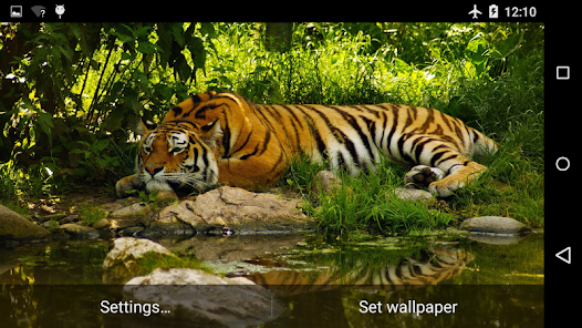 Tiger Live Wallpaper 4K - Apps on Google Play