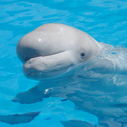 Beluga Whale Sounds: Download & Review