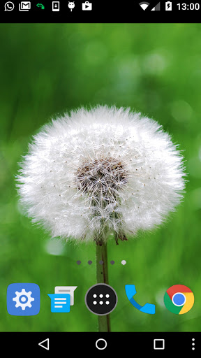Android application dandelion wallpaper screenshort
