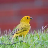 Bird Singing: Canary icon