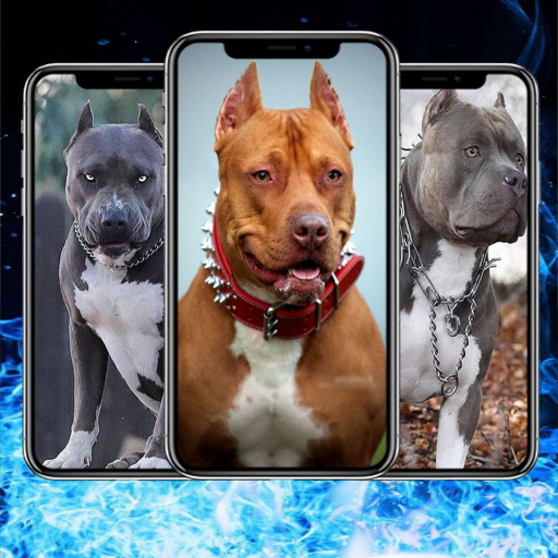 Pitbull Dog HD Wallpaper logo