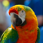 Cover Image of Download Parrot sounds  APK