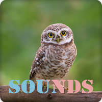 Owl Bird Sound Ringtones