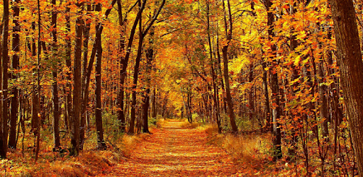 Autumn Wallpapers 4k Hd Autumn Leaves Pic Google Play 應用程式