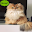 Cat Wallpaper HD 4K Download on Windows