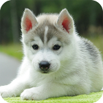 Cover Image of Tải xuống Cute Puppy Wallpaper 1.01 APK