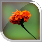 Marigold Live Wallpaper icon