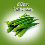Okra Cultivation IIHR
