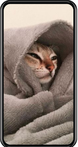 Cat Wallpapers Screen 2