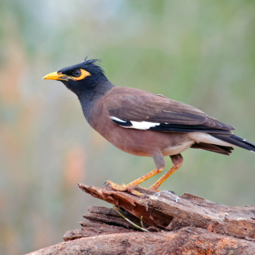 Myna Bird Calls logo