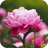 Peony Flower Wallpapers icon