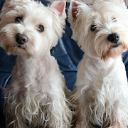 West White Terrier Dogs Themes  Icon