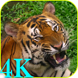 4K Video Live Wallpaper icon