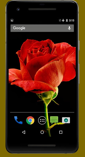 4K Red Rose Video Live Wallpap