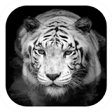 White tiger coolness theme icon