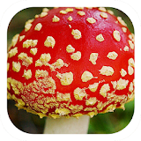 red mushroom food theme icon