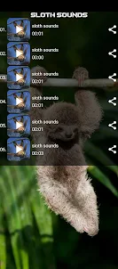 sloth sounds