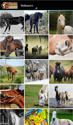 horse pictures Screen 2