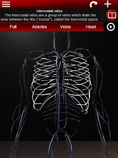 Circulatory System in 3D (Anatomy)