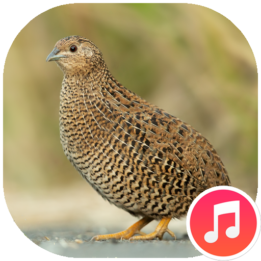 Quail Sounds logo