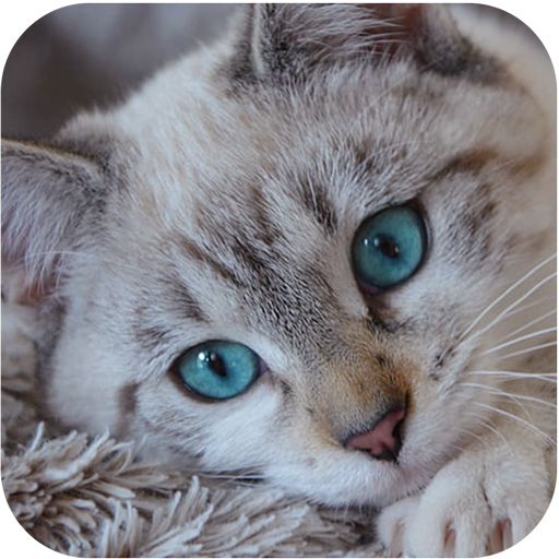 Cat Wallpaper logo