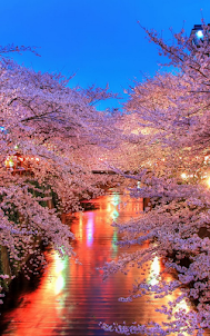 Sakura Live Wallpaper HD