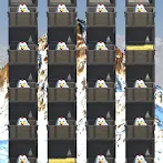 Treasure Snow Mountain