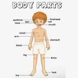 Body Parts for kid's Videos icon
