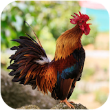 Rooster Sounds icon